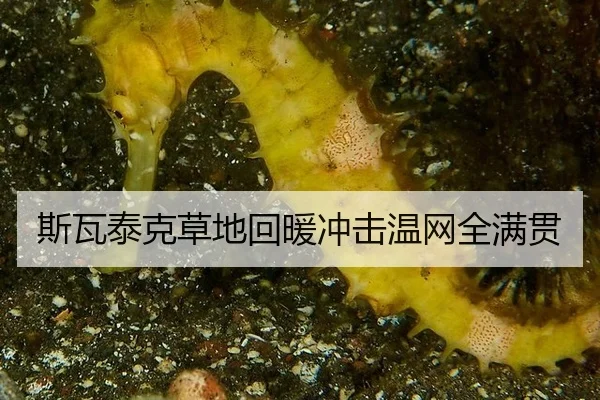si-wa-tai-ke-cao-di-hui-nuan-chong-ji-wen-wang-quan-man-guan-3-907.jpg
