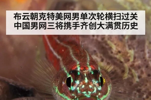 布云朝克特美网男单次轮横扫过关 中国男网三将携手齐创大满贯历史